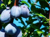 Косточковые культуры, такие как слива и вишня, любят удобрения