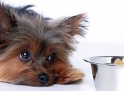 Ученые сделали интересное заявление о собаках