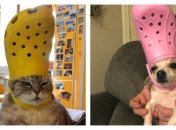 Получилось очень смешно: домашние питомцы с кроксами смахивают на папу Римского (фото)