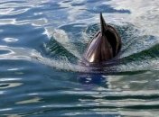 Назван самый эффективный охотник среди животных