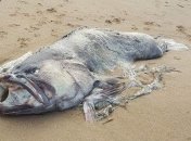 На пляже в Австралии нашли двухметровую рыбу-монстра