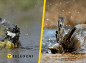 Птицы вообще любят купаться