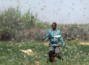 ООН: Масштабное нашествие саранчи угрожает безопасности стран Восточной Африки