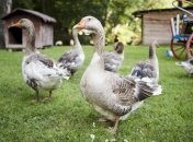 Гусям 10 червня приділяли особливу увагу