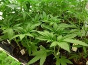 "Мыши съели": в Аргентине у полицейских пропало полтонны марихуаны