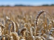 Украинские аграрии за полгода продали за рубеж 16 миллионов тонн пшеницы