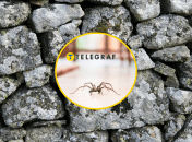 Редкие пауки в Украине