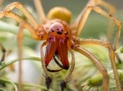 Під Києвом дачника вкусив один з найнебезпечніших в світі павуків