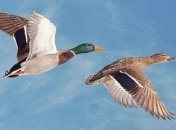 Во Франции уничтожили более 2 млн уток: птицу поражает опасный вирус