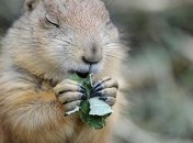 Харьковский сурок дал прогноз на весну в Украине