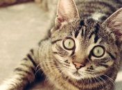 В Одессе мужчина задушил соседского кота и стал антигероем сети (видео 18+)