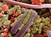 Ожирение и микрофлора кишечника: какая тут взаимосвязь