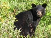 Цирк приехал: в России ради рекламы приковали живого медведя к забору (Видео)