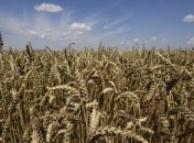 Посевная кампания в Украине: засеяно 95% территорий