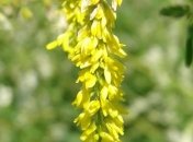 Чем полезно лекарственное растение донник?