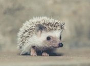 Ученые: Ежи смогли полностью адаптироваться для жизни в городе