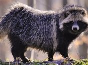 Завезенные в Европу енотовидные собаки разносят опасных паразитов