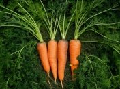 Нехитрий спосіб покращити врожай моркви