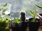 Будьте внимательны: комнатные растения, которые могут нанести вам вред