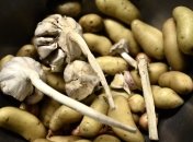 Підготовка до зберігання картоплі дуже важлива