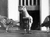 Самые первые фотографии в истории человечества