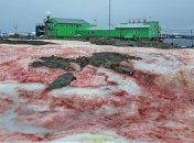 Аномальне явище природи: червоний сніг (Відео)