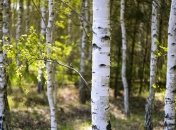 Приметы и обряды на 11 мая – День Ясона