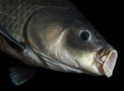 Ученые обнаружили самую старую пресноводную рыбу в истории человечества 