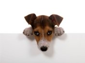 Собаку обвиняют в краже (Видео)