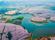 В Китае зацвела сакура: красота этого явления зашкаливает (Фото) 