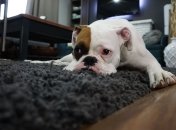 Как легко почистить ковер