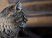 В основном изувера "привлекают" кошки