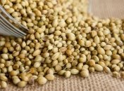 "Китайская петрушка": кориандр, способный излечить от любой хвори