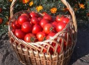 Томаты будут расти, как на дрожжах