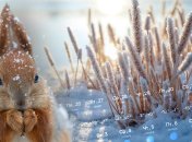 Погода в Україні наприкінці січня