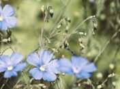  3 вересня - свято, що категорично заборонено робити, головні прикмети