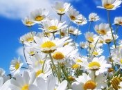 Чем полезна ромашка