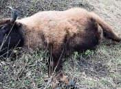 В Сумской области убили самку краснокнижного зубра 