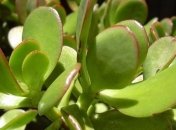 "Денежное дерево" для здоровья