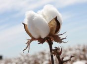 Дуже приємно зараз дивитися, як розквітають квіти бавовни. І це тільки початок, вважає волонтер