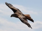 Стало известно, что темные перья птиц помогают им летать эффективнее