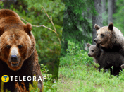 Бурі ведмеді