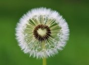 Одуванчики - не только красивые цветки, но и очень полезные