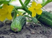 Чим удобрювати огірки у серпні