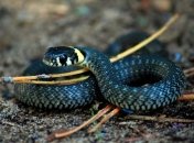 Змеи атакуют Львовскую область