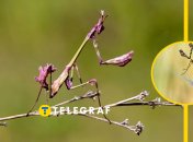 Эмпуза полосатая