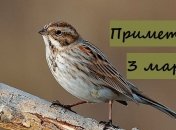 3 марта - приметы и обряды в Ярилин день
