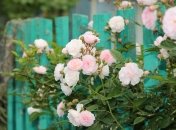 Обрезка – важный этап ухода за садовыми культурами