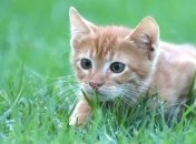 Тайна всех котов раскрыта: неожиданные факторы, заставляющие питомцев есть траву