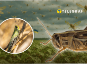 Сарану помітили в Києві та Рівному